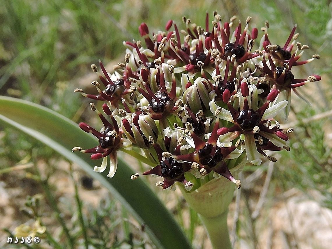 Allium rothii  Allium rothii,Geotagged,Israel,Spring