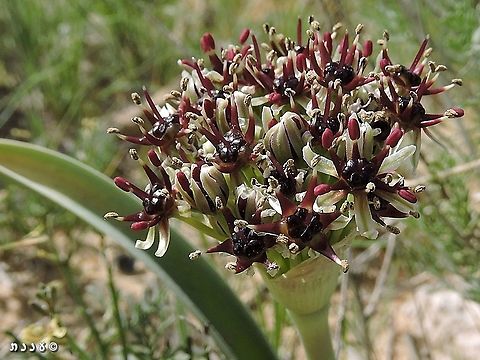 Allium rothii  Allium rothii,Geotagged,Israel,Spring