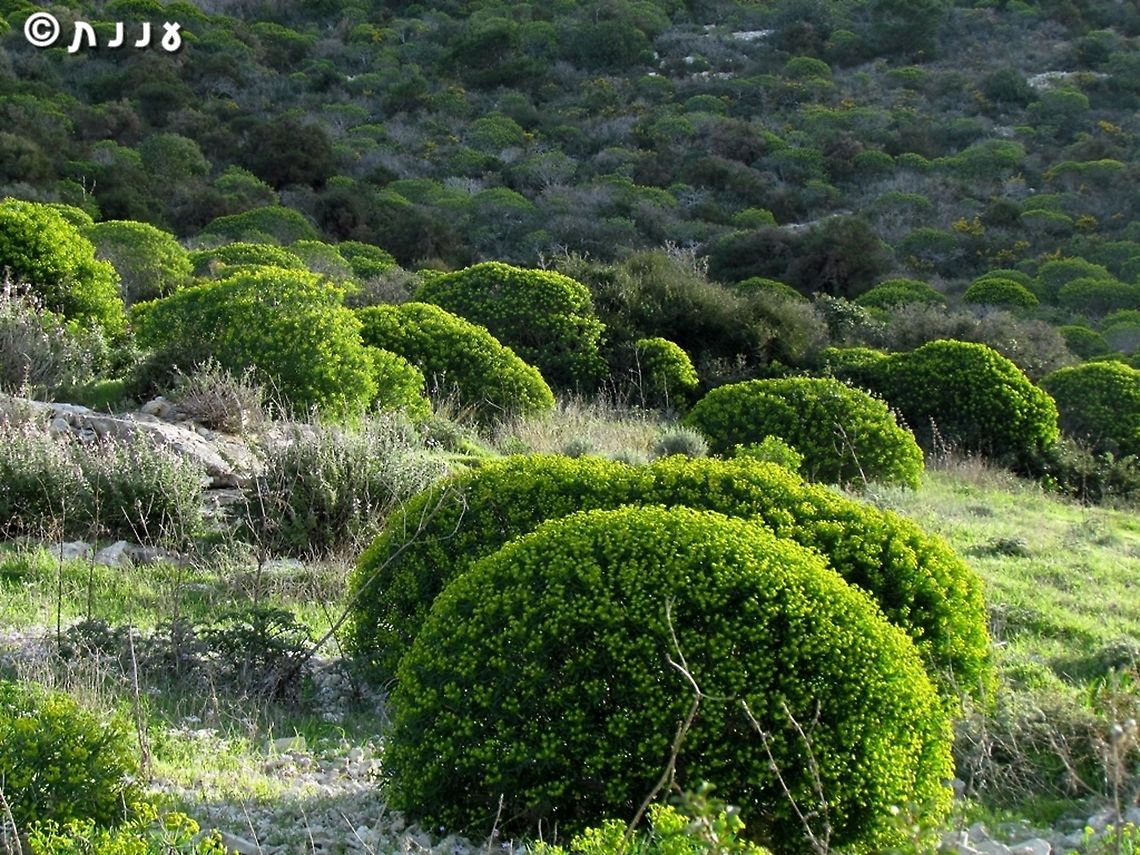 Shrub Spurge it&#039;s not really a tree, it&#039;s a large beautiful shrub!<br />
it grows mostly at southern Europe and the Mediterranean islands, and in Israel - only in one spot, a wadi (creek) on mount Carmel. One of the estimations is that it was brought there by the people of the Carmelite order, who came here from Europe and settled in the upper parts of this creek back in the middle ages.  Euphorbia dendroides,Geotagged,Israel,Winter