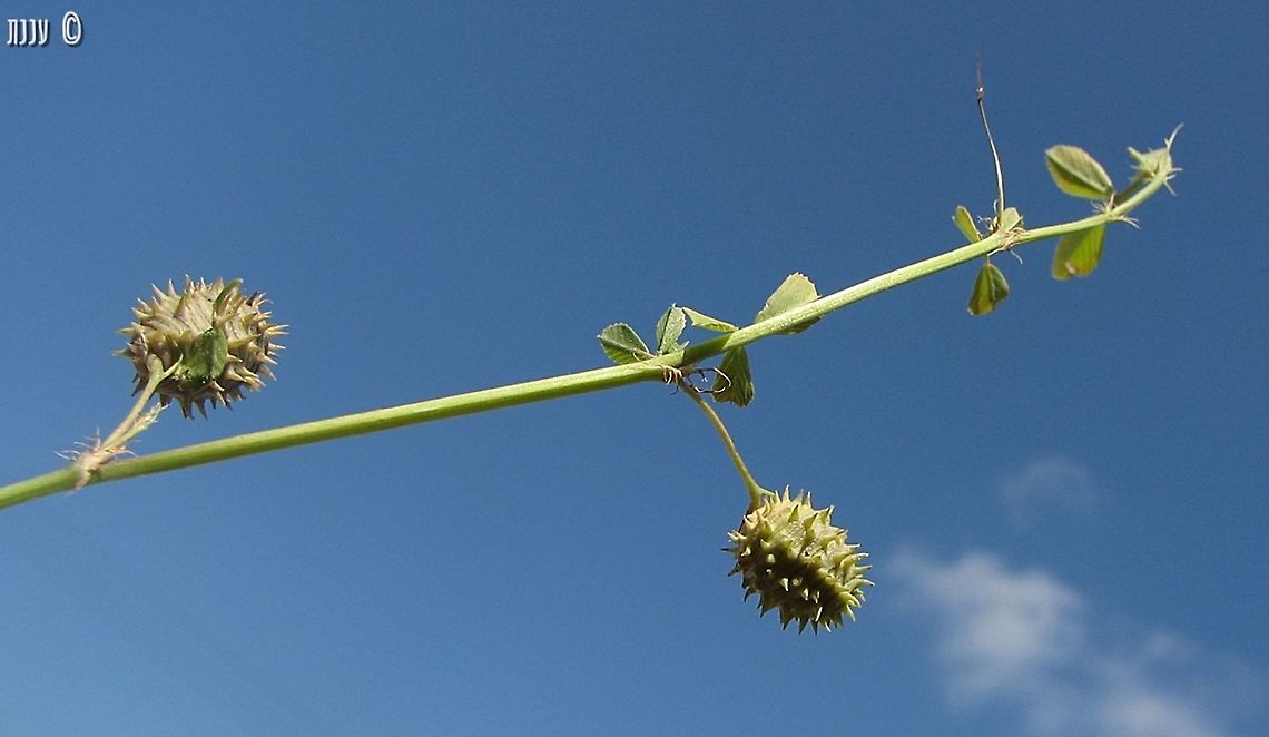 Medicago murex  Geotagged,Israel,Medicago murex,Spring