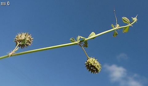 Medicago murex  Geotagged,Israel,Medicago murex,Spring