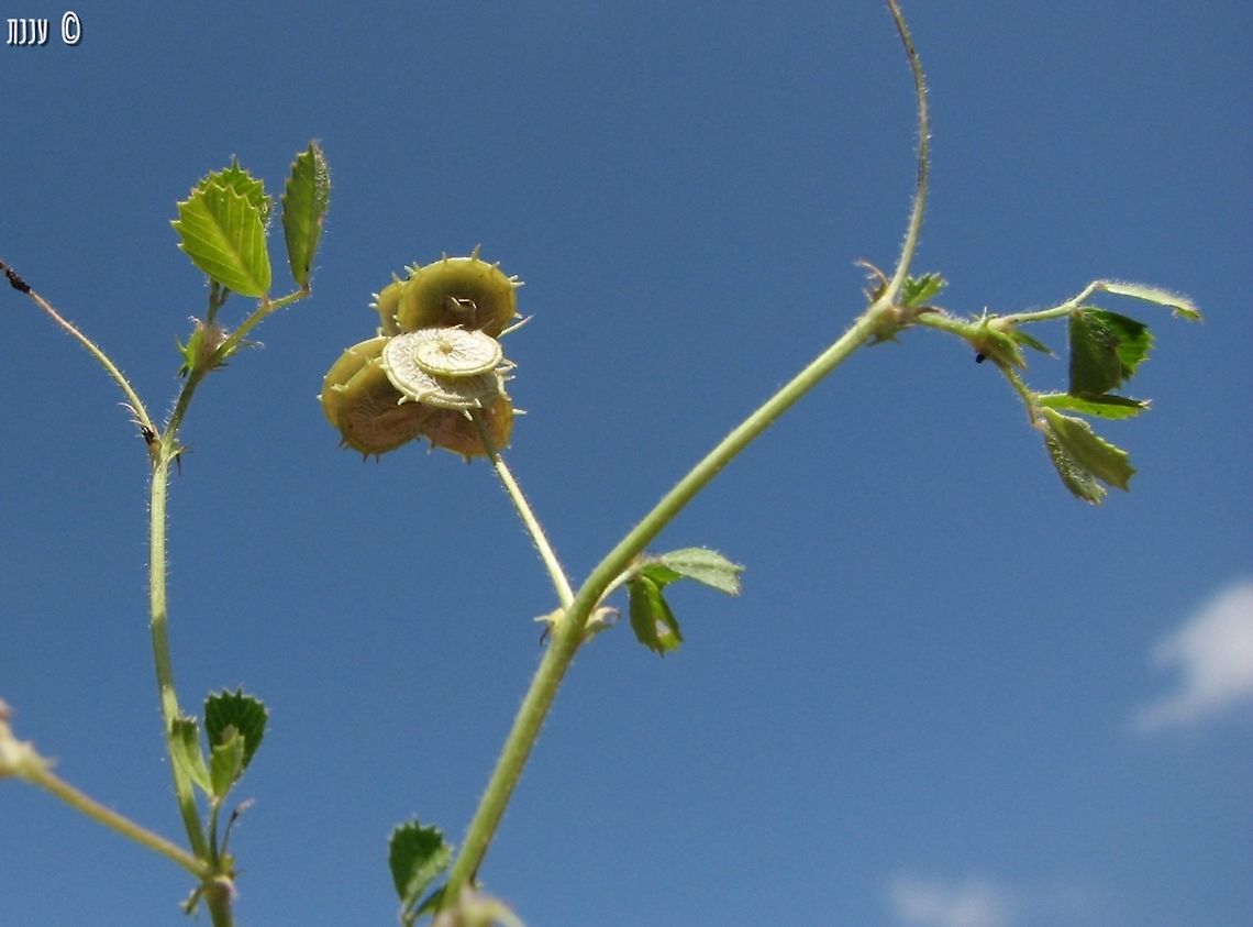 Medicago tornata  Disc Medick,Geotagged,Israel,Medicago tornata,Spring