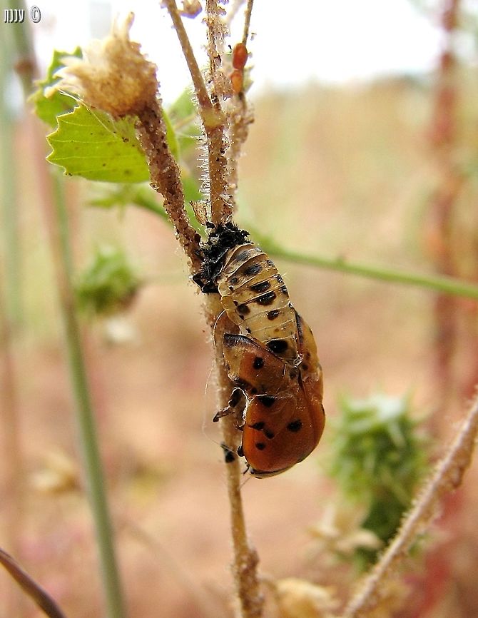 emerging from the cocoon I completely forgot this picture... it was a very lucky encounter, being in the right place and in the right moment to see this. Coccinella septempunctata,Geotagged,Israel,Seven-spotted Lady Beetle,Spring