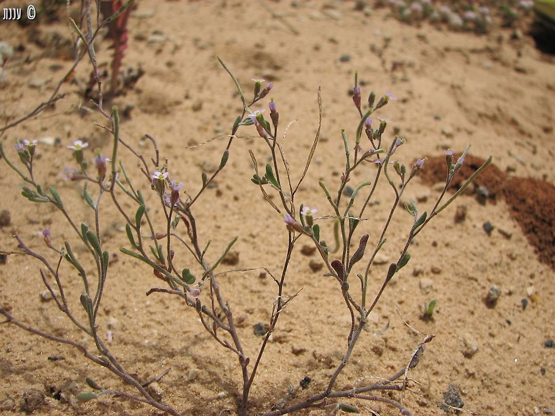 Maresia nana rare and endangerd due to habitat destruction Geotagged,Israel,Maresia nana,Spring