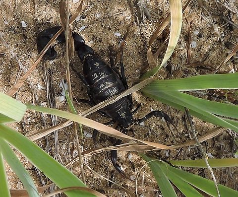 a scary encounter I did a MSc on reintroductions of Iris atropurpurea. part of the job was to count how many plants had leaves, flowers and fruit - how successful were the reintroductions. So I was happily counting leaves, when this fellow came from between them, angry and waving its sting. I backed out quickly, and let him relax - and for the rest of this group of plants I gave an estimate, not an exact number... 
from that point, I was much more careful when approaching a group of Iris plants... 
this is one of the deadly scorpions, I am very fortunate I was quick enough and didn't get stung. 

this is the Iris: 
https://www.jungledragon.com/image/73107/iris_atropurpurea_-_coastal_iris.html Androctonus bicolor,Black fat&ndash;tailed scorpion,Geotagged,Israel,Winter