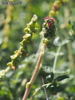 Sarcopoterium spinosum - female flowers Sarcopoterium spinosum is a Monoecious plant, but with separate male and female flowers.  Geotagged,Israel,Sarcopoterium spinosum,Spiny Burnet,Winter