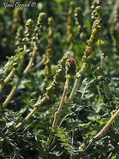 Sarcopoterium spinosum - female & male flowers  Geotagged,Israel,Sarcopoterium spinosum,Spiny Burnet,Winter