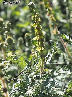 Sarcopoterium spinosum - male flowers  Geotagged,Israel,Sarcopoterium spinosum,Spiny Burnet,Winter