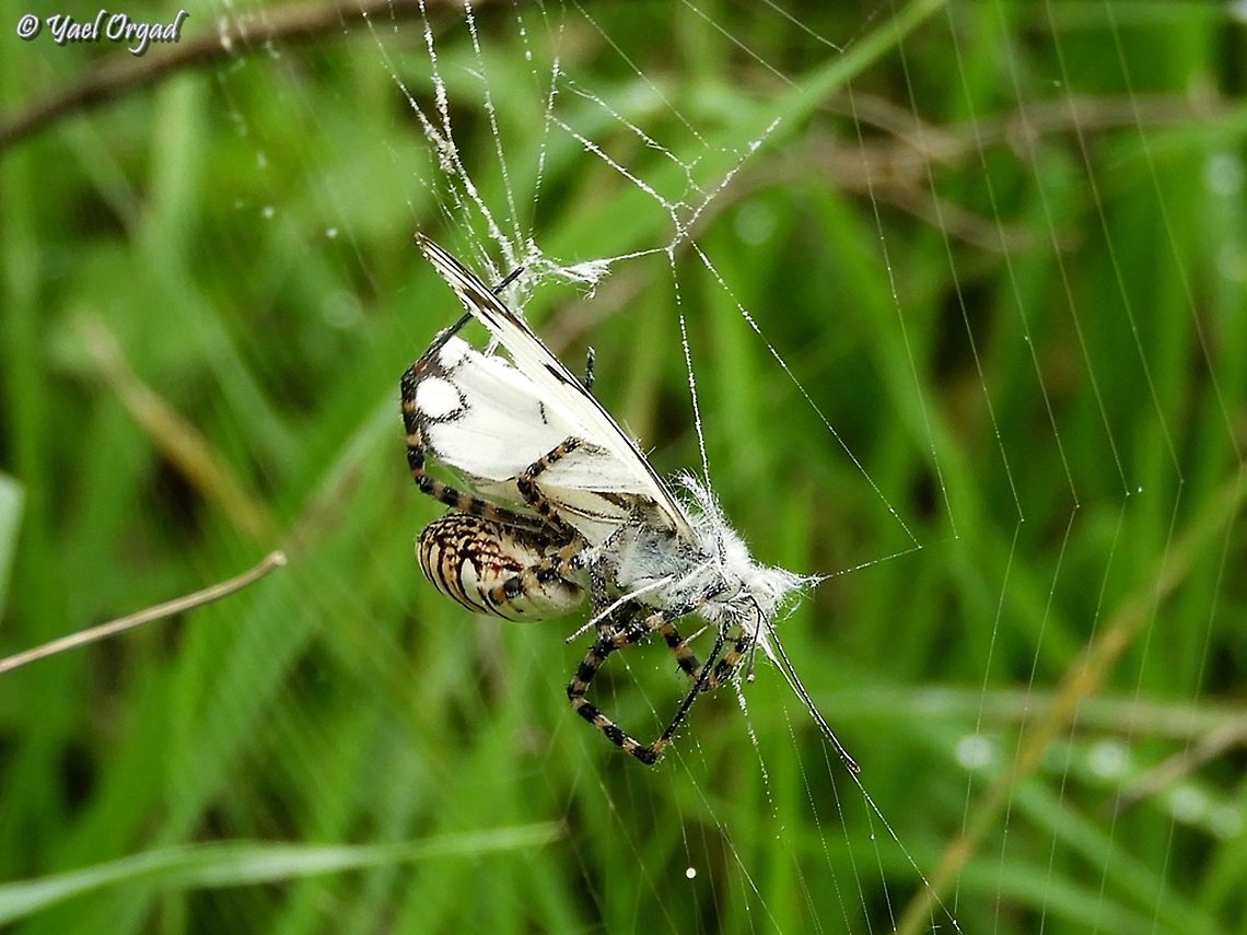 catch of the day I was trying to take picture of the butterfly - Belenois aurota - that was hovering around, not stopping. I watched, waiting for it to stop. suddenly it stopped... it flipped its wings frantically, but Mrs. Argiope was stronger, and she started wrapping the poor butterfly.  Argiope trifasciata,Banded Garden Spider,Belenois aurota,Geotagged,Israel,Winter