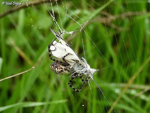 catch of the day I was trying to take picture of the butterfly - Belenois aurota - that was hovering around, not stopping. I watched, waiting for it to stop. suddenly it stopped... it flipped its wings frantically, but Mrs. Argiope was stronger, and she started wrapping the poor butterfly.  Argiope trifasciata,Banded Garden Spider,Belenois aurota,Geotagged,Israel,Winter