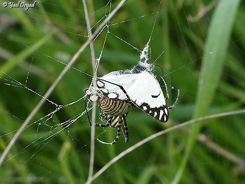 a not-so-cuddly hug I was trying to take picture of the butterfly - Belenois aurota - that was hovering around, not stopping. I watched, waiting for it to stop. suddenly it stopped... it flipped its wings frantically, but Mrs. Argiope was stronger, and she started wrapping the poor butterfly. Argiope trifasciata,Banded Garden Spider,Geotagged,Israel,Winter
