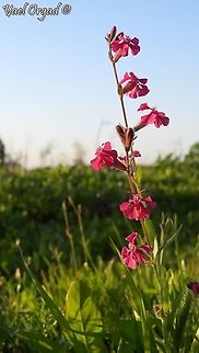 Silene palaestina  Geotagged,Israel,Silene palaestina,Winter