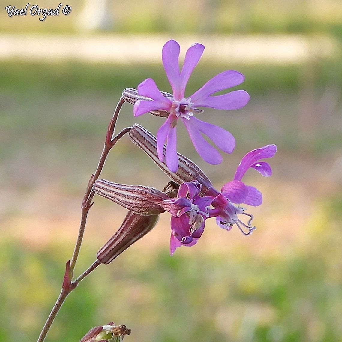 Silene colorata  Geotagged,Israel,Silene colorata,Winter