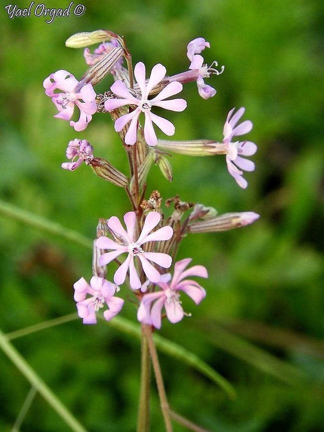 Silene colorata  Geotagged,Israel,Silene colorata,Winter
