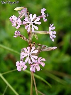 Silene colorata  Geotagged,Israel,Silene colorata,Winter