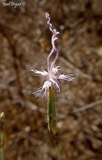 Dianthus sinaicus - female stage of the flower this is the male stage:
https://www.jungledragon.com/image/107856/dianthus_sinaicus_-_male_stage_of_the_flower.html Dianthus sinaicus,Fall,Geotagged,Israel