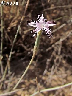 Dianthus sinaicus - male stage of the flower this is the female stage: 
https://www.jungledragon.com/image/107855/dianthus_sinaicus_-_female_stage_of_the_flower.html Dianthus sinaicus,Fall,Geotagged,Israel