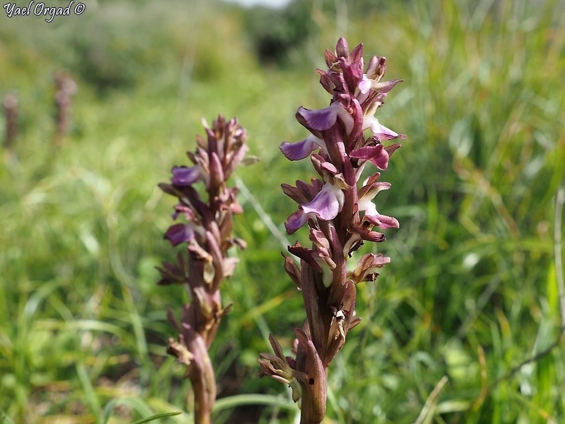 Anacamptis collina  Anacamptis collina,Ancamptis collina,Geotagged,Israel,Winter