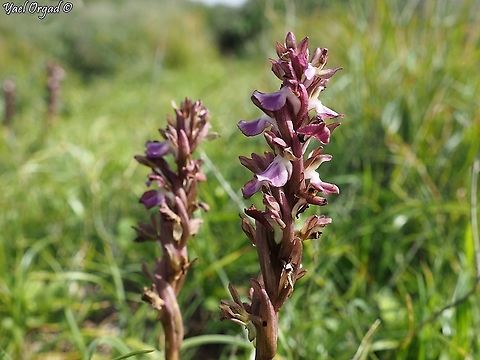Anacamptis collina  Anacamptis collina,Ancamptis collina,Geotagged,Israel,Winter