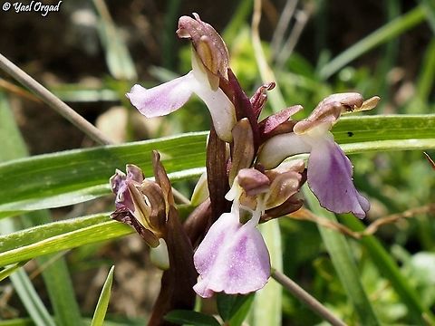 Anacamptis collina  Anacamptis collina,Ancamptis collina,Geotagged,Israel,Winter