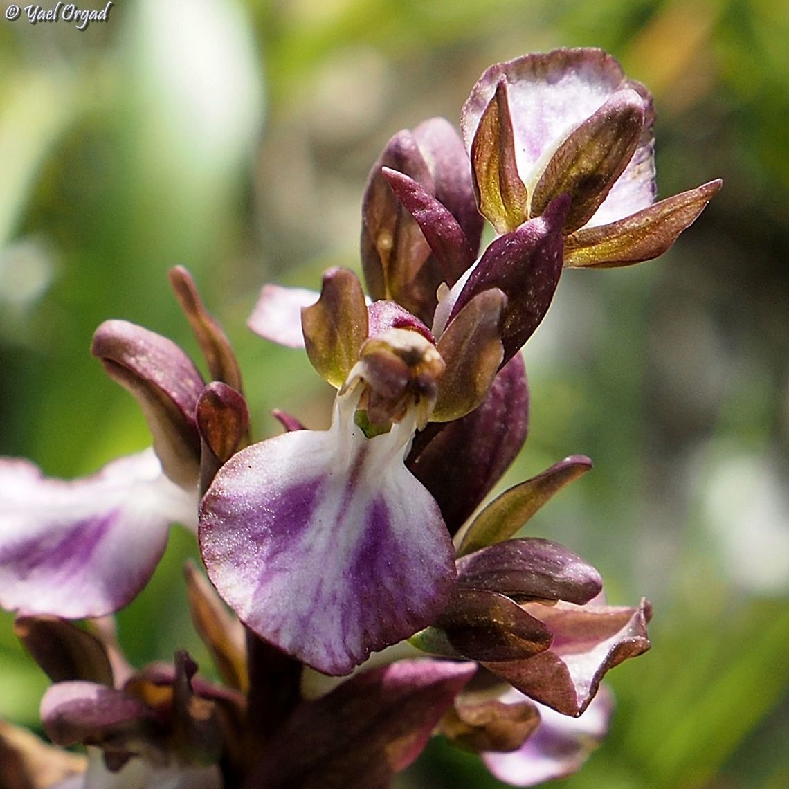 Anacamptis collina  Anacamptis collina,Ancamptis collina,Geotagged,Israel,Winter