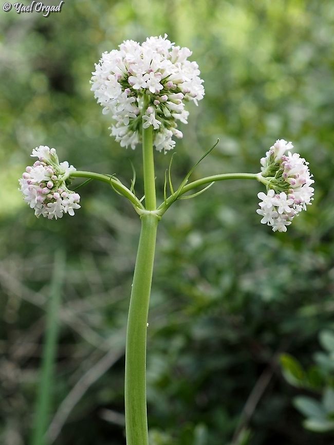 Valeriana italica  Geotagged,Israel,Valeriana italica,Winter