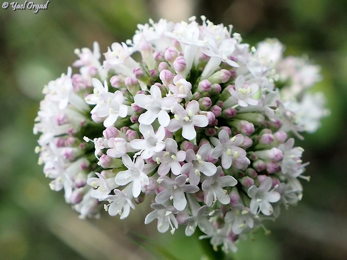 Valeriana italica  Geotagged,Israel,Valeriana italica,Winter