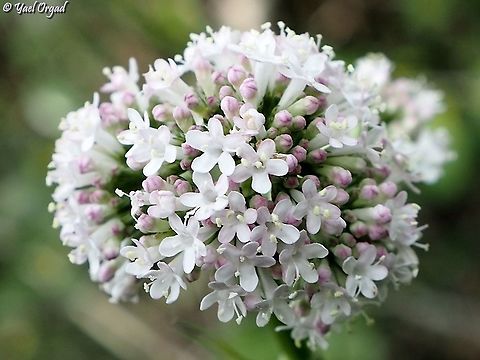 Valeriana italica  Geotagged,Israel,Valeriana italica,Winter