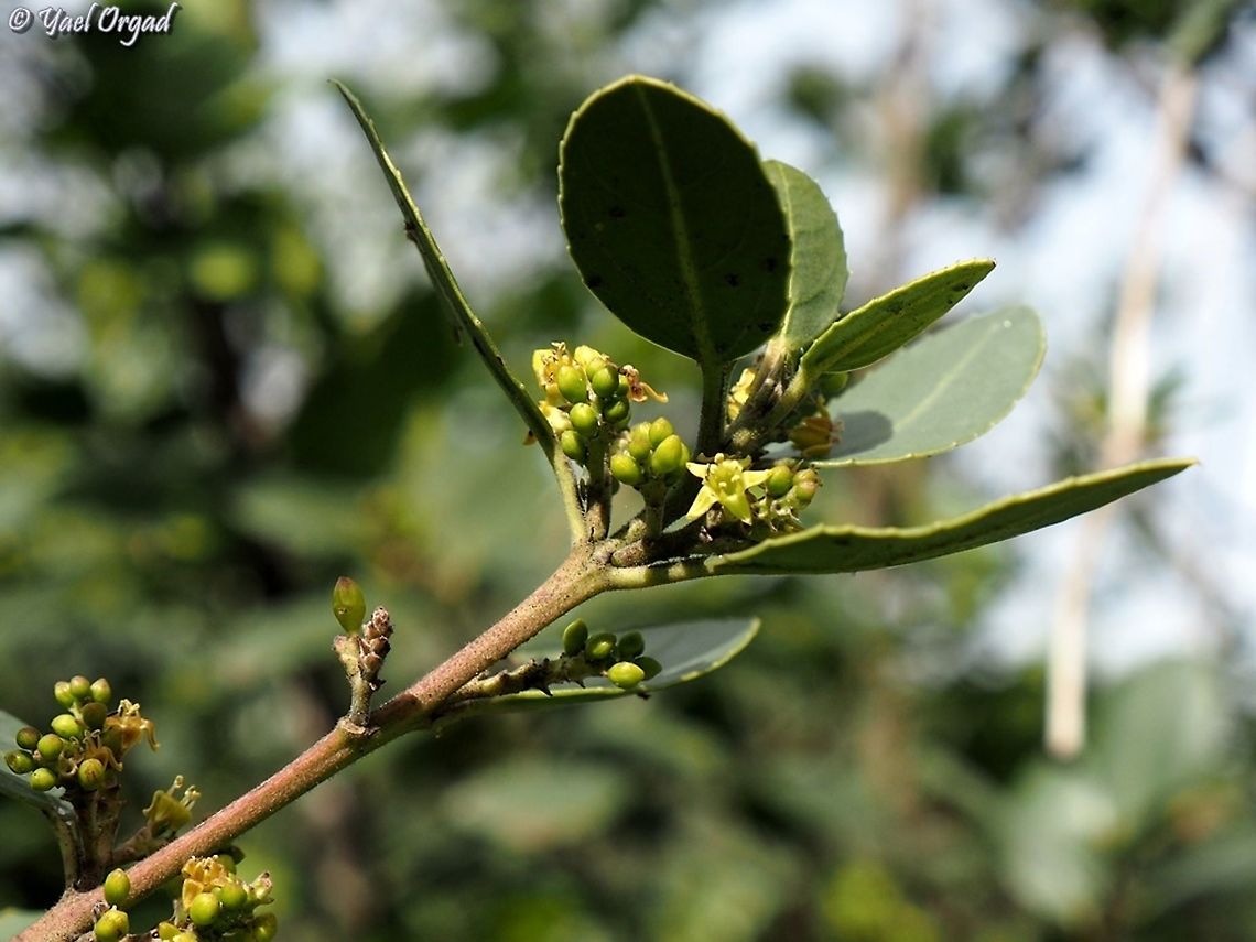 Phillyrea latifolia  Geotagged,Green Olive Tree,Israel,Phillyrea latifolia,Winter