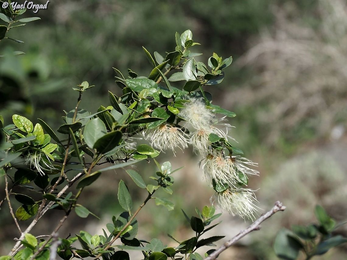 Clematis cirrhosa climbing on Phillyrea latifolia  Clematis cirrhosa,Geotagged,Israel,Phillyrea latifolia,Winter
