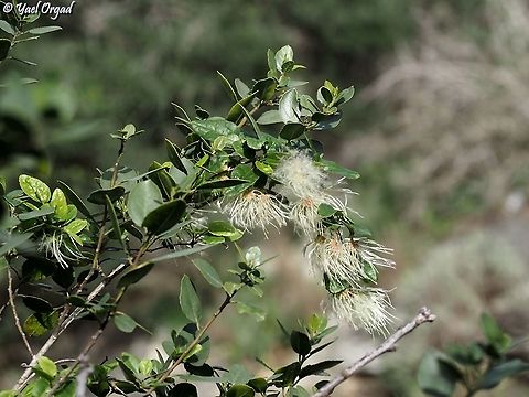 Clematis cirrhosa climbing on Phillyrea latifolia  Clematis cirrhosa,Geotagged,Israel,Phillyrea latifolia,Winter
