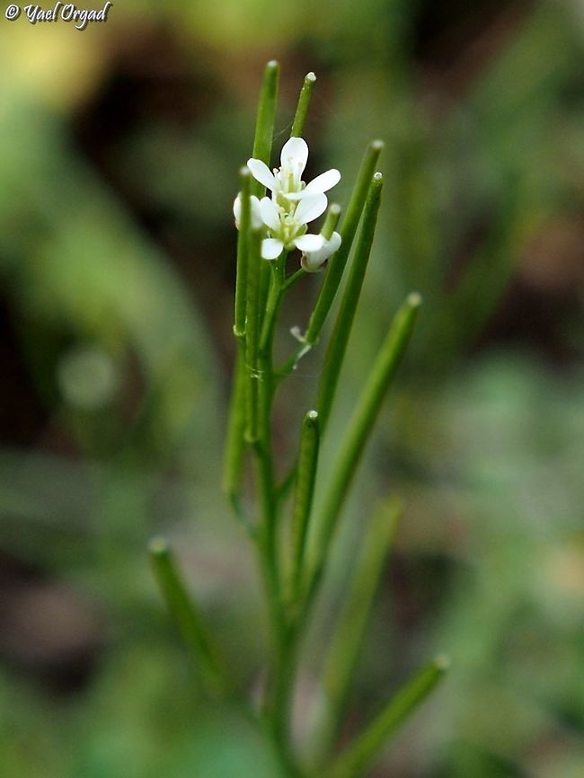Cardamine hirsuta  Cardamine hirsuta,Geotagged,Hairy bittercress,Israel,Winter