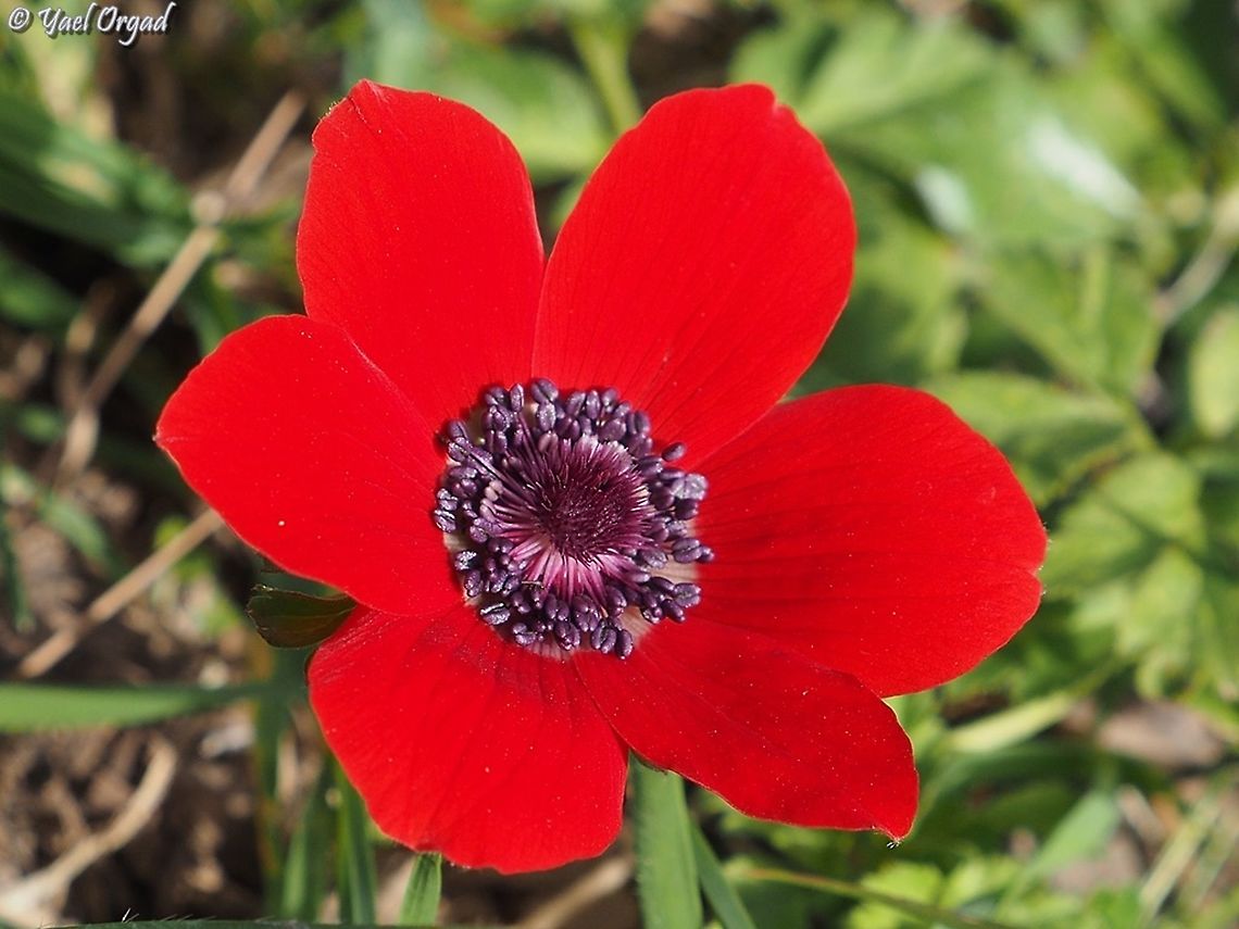 Anemone coronaria  Anemone coronaria,Geotagged,Israel,Poppy anemone,Winter