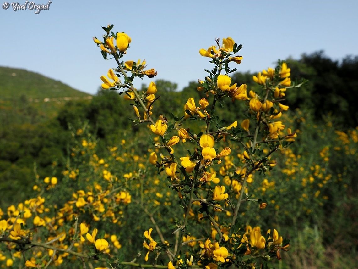 Calicotome villosa  Calicotome villosa,Geotagged,Hairy thorny broom,Israel,Winter