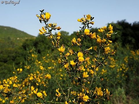 Calicotome villosa  Calicotome villosa,Geotagged,Hairy thorny broom,Israel,Winter
