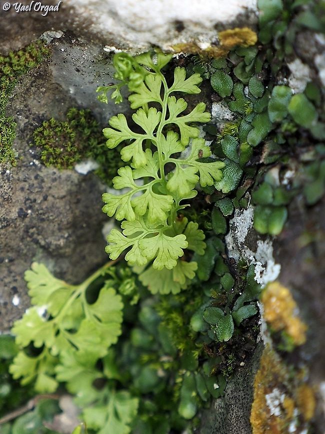 Anogramma leptophylla a very small fern Anogramma leptophylla,Geotagged,Israel,Winter