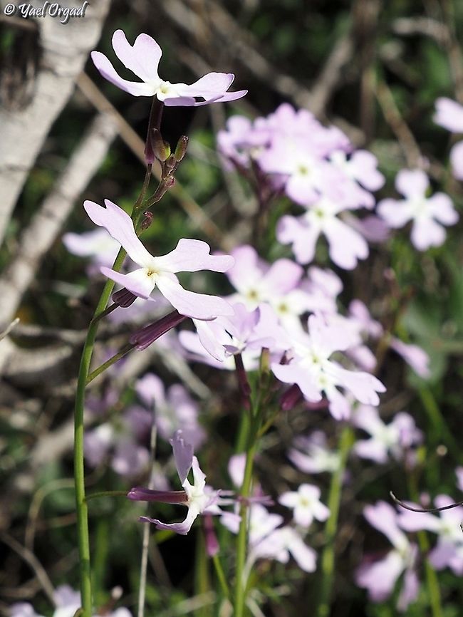 Ricotia lunaria  Geotagged,Israel,Ricotia lunaria,Winter