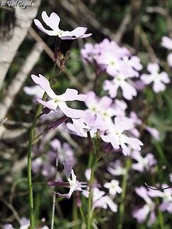 Ricotia lunaria  Geotagged,Israel,Ricotia lunaria,Winter