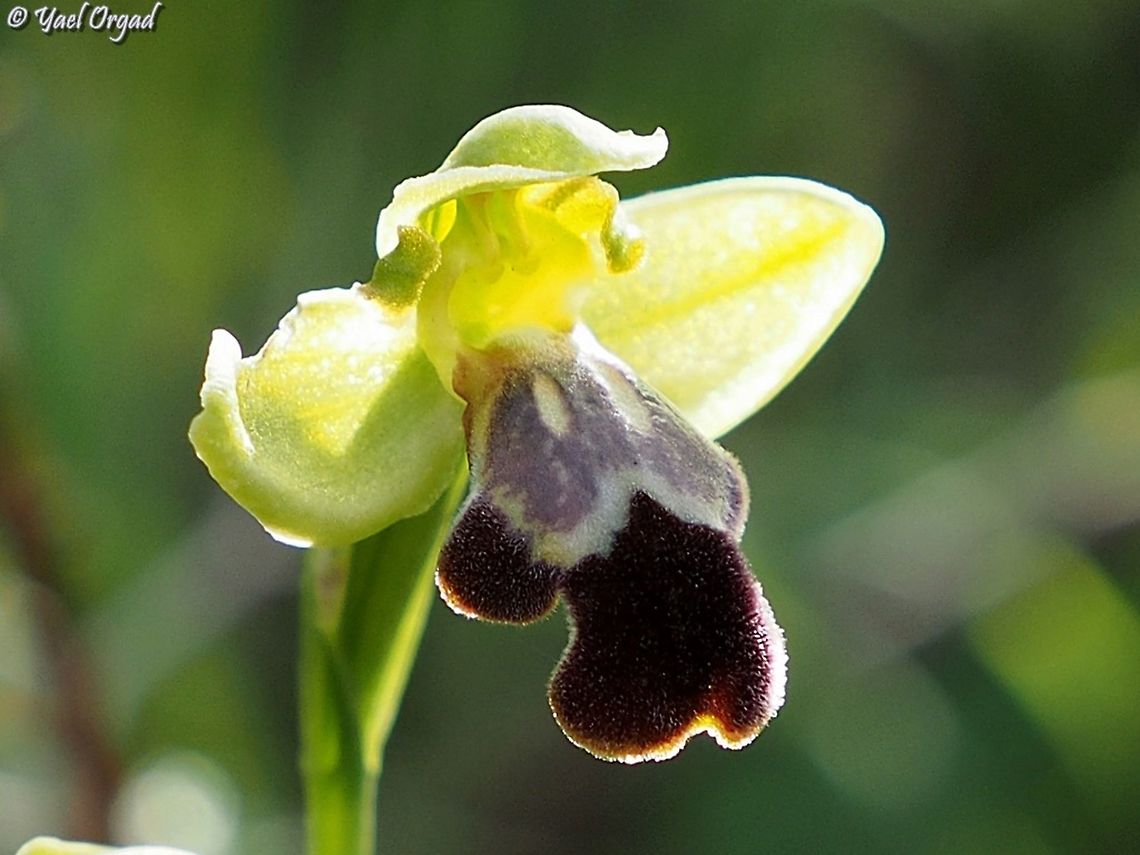 Ophrys israelitica  Geotagged,Israel,Ophrys israelitica,Winter