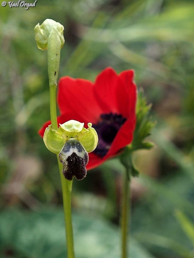 Pickaboo! Anemone coronaria hiding behing Ophrys israelitica Geotagged,Israel,Ophrys israelitica,Winter