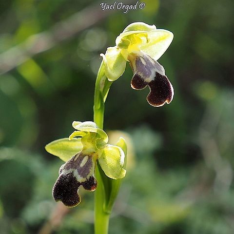 Ophrys israelitica  Geotagged,Israel,Ophrys israelitica,Winter