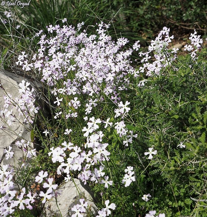 Ricotia lunaria  Geotagged,Israel,Ricotia lunaria,Winter