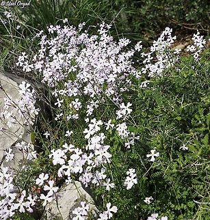 Ricotia lunaria  Geotagged,Israel,Ricotia lunaria,Winter