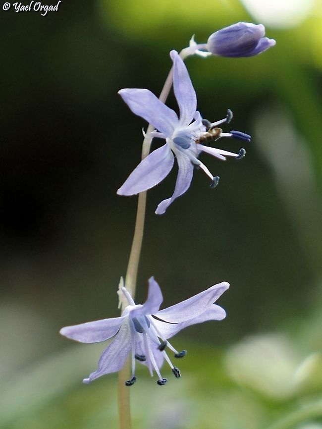 Scilla cilicica  Geotagged,Israel,Scilla cilicica,Winter