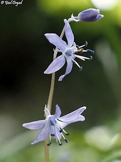 Scilla cilicica  Geotagged,Israel,Scilla cilicica,Winter