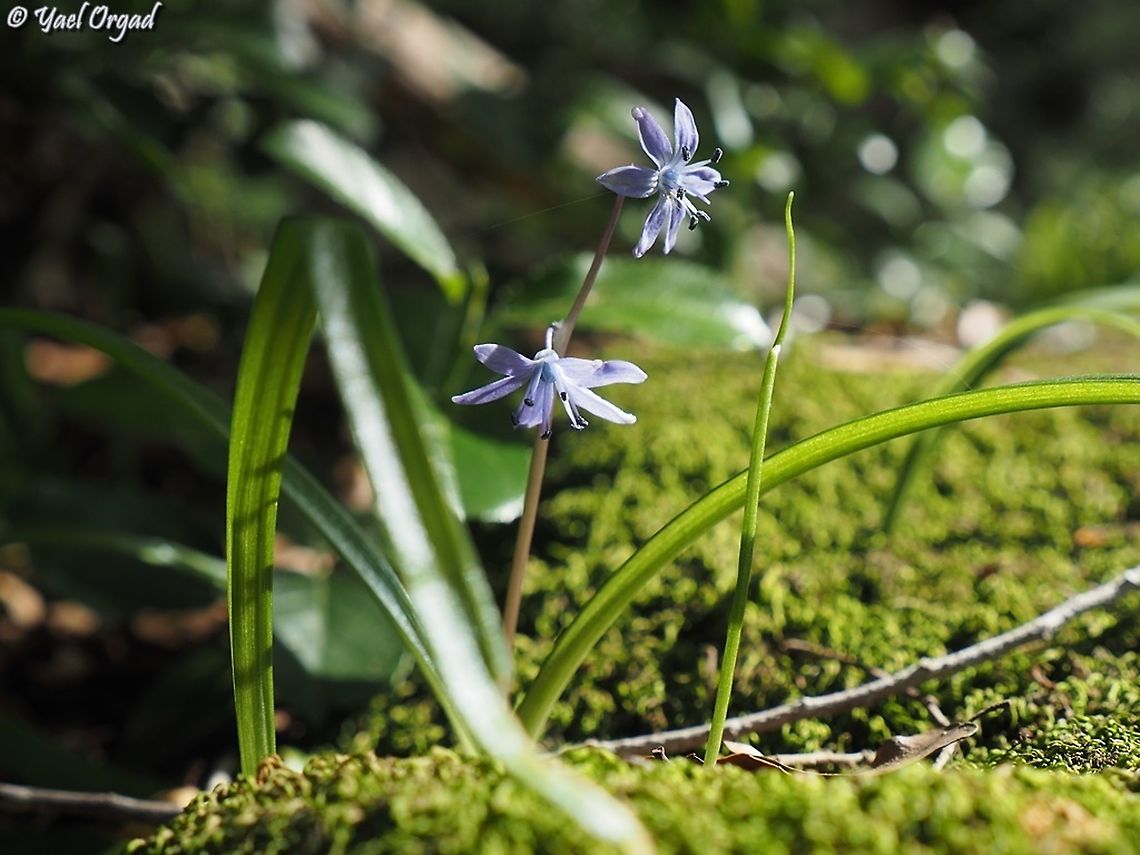 Scilla cilicica  Geotagged,Israel,Scilla cilicica,Winter