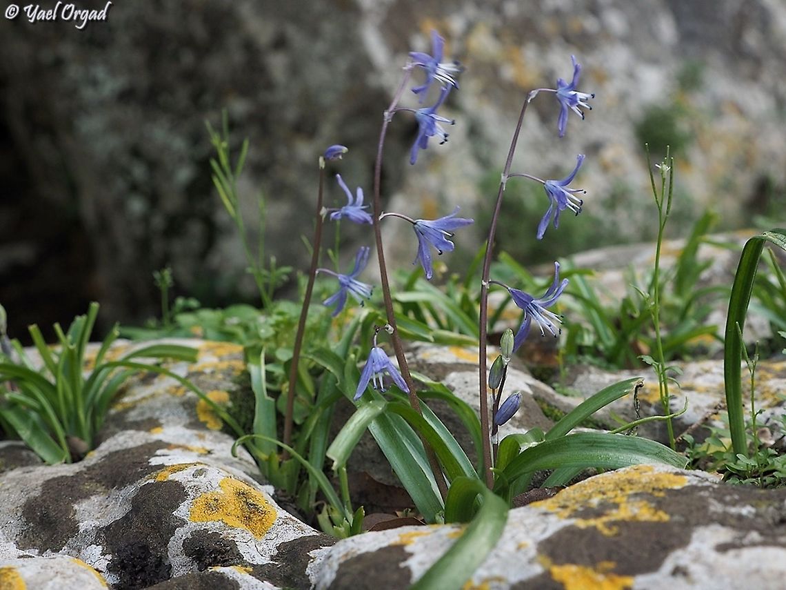Scilla cilicica and some beautiful lichen on the rocks...  Geotagged,Israel,Scilla cilicica,Winter
