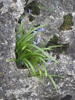 Scilla cilicica  Geotagged,Israel,Scilla cilicica,Winter