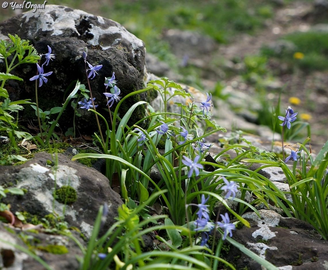 Scilla cilicica  Geotagged,Israel,Scilla cilicica,Winter