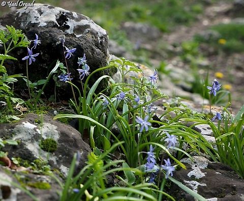 Scilla cilicica  Geotagged,Israel,Scilla cilicica,Winter